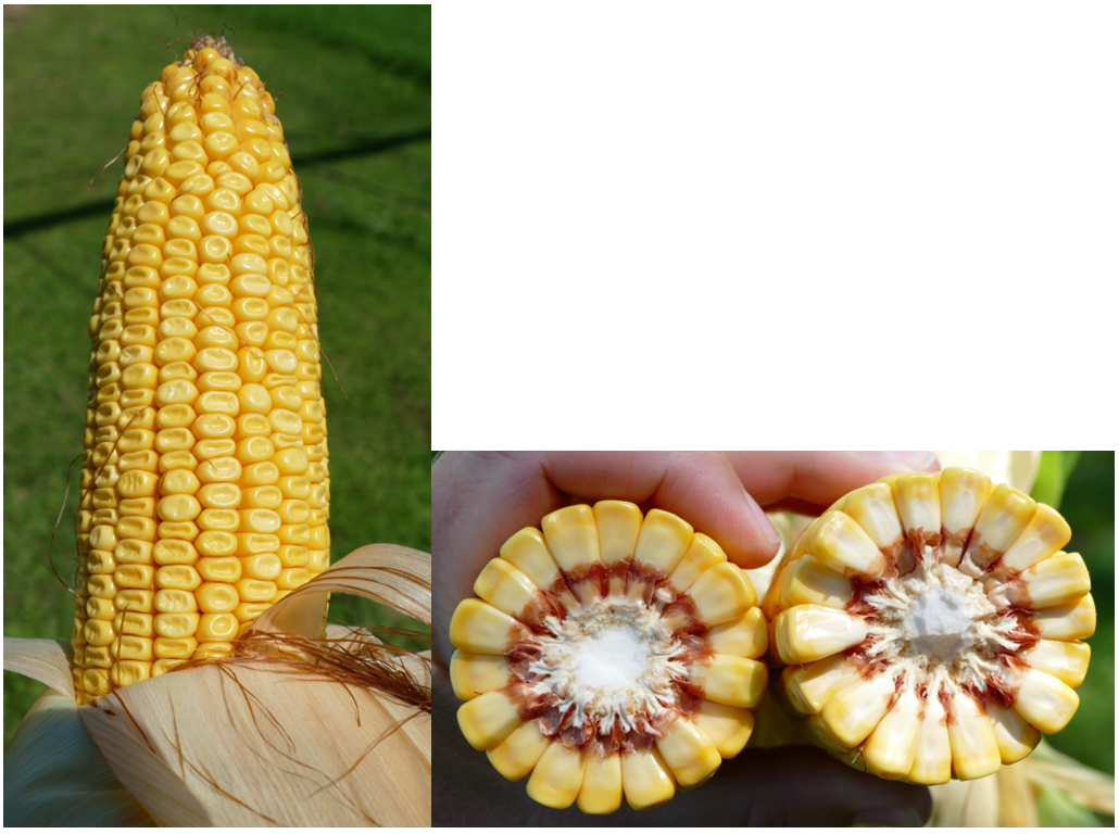 Corn at mid-dent stage